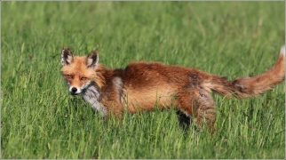 <p>LIŠKA OBECNÁ (Vulpes vulpes) Šluknovsko - Valdek /Red fox - Rotfuchs/</p>